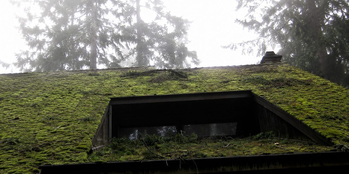 Portland-area composition roof heavily covered in green and black moss before JNR Industries' eco-friendly treatment